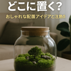 苔テラリウムはどこに置く？おしゃれに楽しむ配置アイデアと注意点🌿