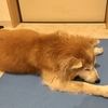 6/23 そぼろがよく寝るようになった(*ﾟ▽ﾟ*)