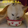 豆千代君とたらちゃんだよ。