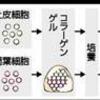 歯の再生：マウスで成功の事。