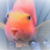 パロットファイア(Parrot Cichlid) は友達