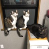 【過去投稿の振り返り】猫の余命と感謝の1年 ～2021年9月29日に投稿した記事～