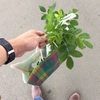 #ボタニカルホモ日誌 20180503