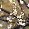 芝公園で梅を見た