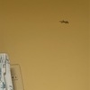 8/20かわいいヤモリ🦎が我が家に😉ハル🐈に見つかる前に外へ🤣
