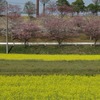2019.04.06 石岡の桜