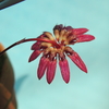 Bulbophyllum sp.  (Red Leaf) 