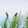 河川敷の鳥さんと赤とんぼ