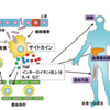 じじぃの「科学・地球_165_サイトカインとは何か・慢性炎症といろいろな病気」