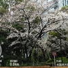 雨のビジネス街に咲く桜