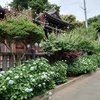 【咲いてきました】白山神社 アジサイの開花状況(2021年5月15日)