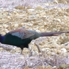 神原町に飛来した鳥　　　オスのキジ「神原君」、姿を見せた