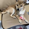 柴犬あきとの生活　91