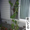 ヒョウタンとヘチマ　フライング定植 in 札幌