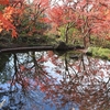 宇治市植物公園「紅葉」　2020