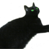 neko.png