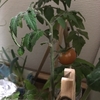 ミニトマトに色が付きました🍅