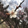 【雑談】桜が咲き始めていました✨