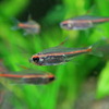 (熱帯魚 生体)グローライトテトラ(約2cm)(10匹)【水槽/熱帯魚/観賞魚/飼育】【生体】【通販/販売】【アクアリウム】