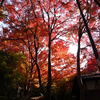 京都「八瀬もみじの小径」の紅葉散策♪
