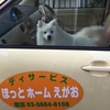 セラピー犬の白太郎くん！