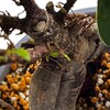 春の陽気っぽかったので観葉植物を日と風に当てていた