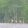 エゾシカは後ろ姿が美しい　道東うたた旅・春  2024.5.28-31 ２日目③　野付半島ネイチャーセンター🚘道の駅おだいとう🚘（阿寒横断道路）🚘阿寒湖温泉/ホテル御前水👣味心👣アイヌコタン