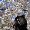 GWも残り１日ですが今日は桜が満開の札幌を散歩してきました