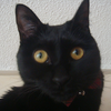今日の黒猫モモさんの動画－３７４