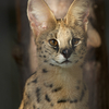 サーバルキャット Leptailurus serval