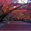 紅葉狩り in 京都