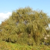 Salix babylonica　シダレヤナギ