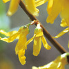 今日の誕生花「レンギョウ」春先に鮮やかな黄色が目立つ花！