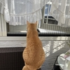 風が気持ちいいニャ〜🐈