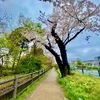 日本の花、春は桜・秋は菊