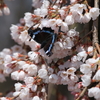 題名「桜に引き寄せられて」