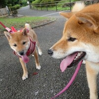 犬バカちゃんリン☆彡蕎麦屋の風鈴♬　空海くんとはるこちゃんは　きょうだい！？　おにいちゃんはすごいのだ～