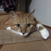 土曜日の恋猫！