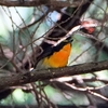 日本　2024年7月3日文殊山の野鳥たち