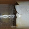 ハイチュヌスコクワ　産卵セット