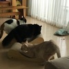 爪とぎとねこ神様。
