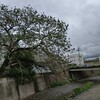 今年も咲いた桐の花