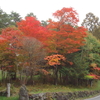 蓼科の紅葉が見ごろに・・・