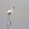 Walvis Bayのオオフラミンゴ(Greater Flamingo)など