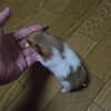 米の値段