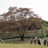 埼玉・飯能　上州古道を歩き岩淵の一本桜へ