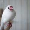 我が家の一員。文鳥さんを紹介します。