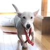 自分のことは自分でやってみる