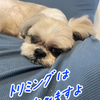 今日はトリミングでした♪