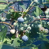 Berry:ブルーベリー収穫と放置のイチゴ / すみれの砂糖漬け